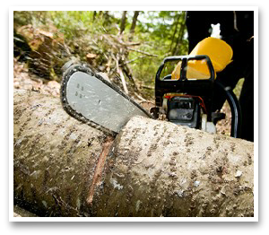 Los Angeles Tree Trimming Services